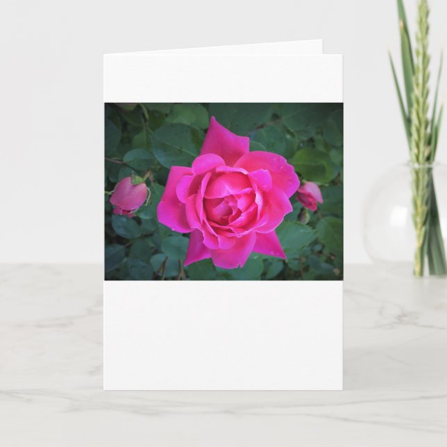 Rose, carte (Devant)