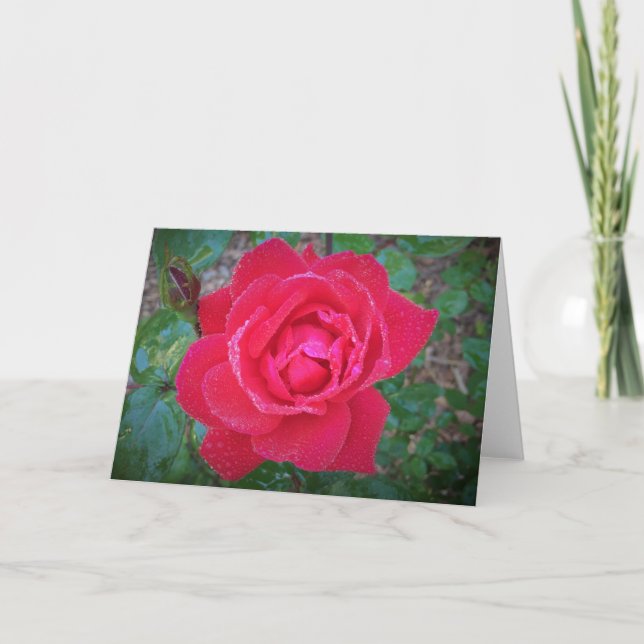 Rose, carte (Devant)