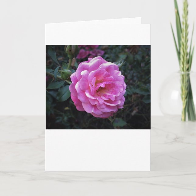 Rose, carte (Devant)