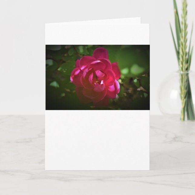 Rose, carte (Devant)