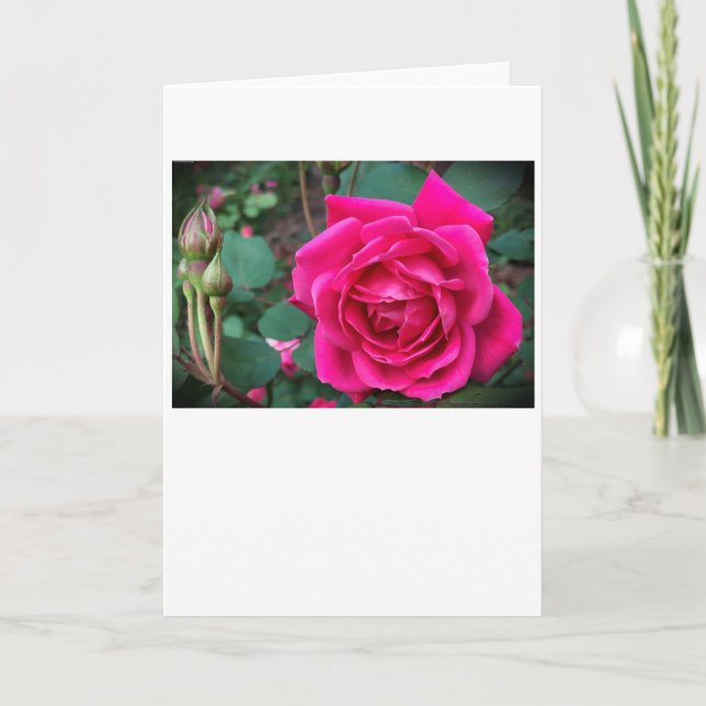 Rose, carte (Devant)