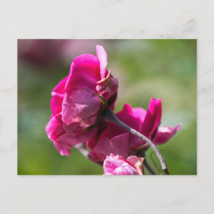 Rose Carte Postale - Grâce Magenta