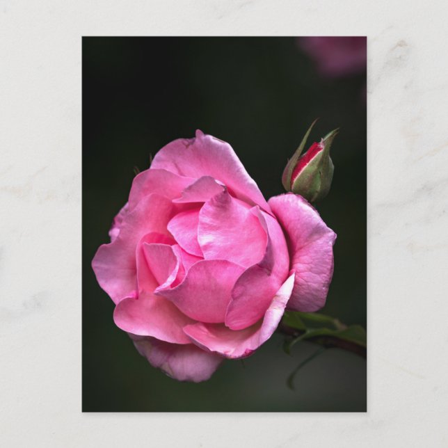 Rose Carte Postale - Photographie Florale (Devant)