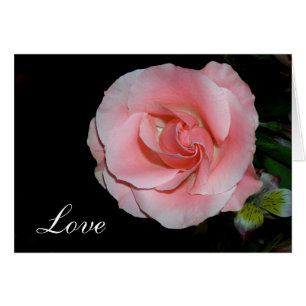 Rose d'amour