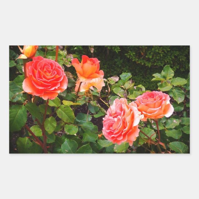 Rose de bande en laiton #1 Stickers rectangulaires (Devant)