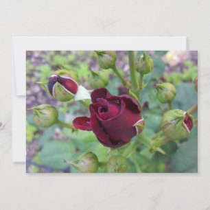 Rose de Bourgogne après la pluie