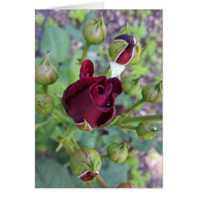 Rose de Bourgogne après la pluie (Devant)