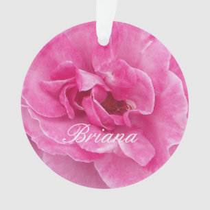 Rose de jardin rose