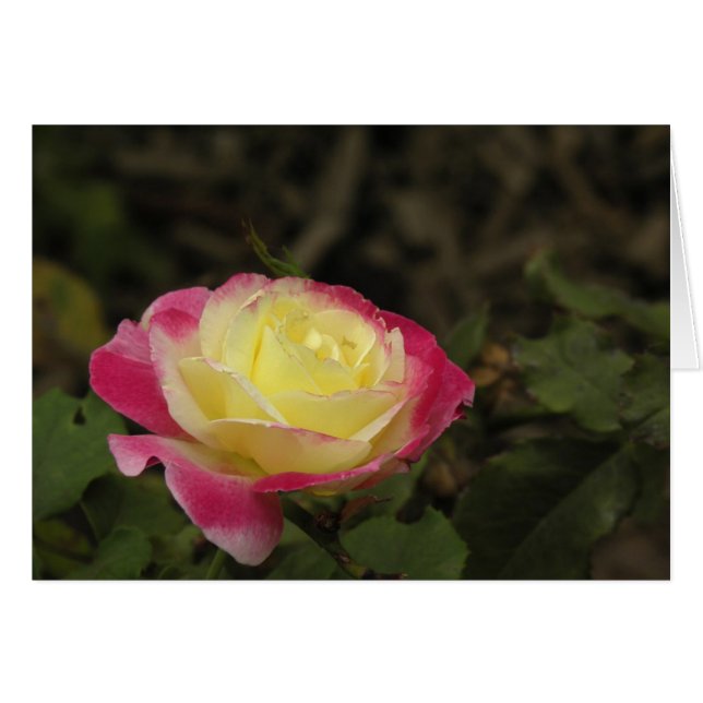 Rose de jaune et de rose (Devant horizontal)