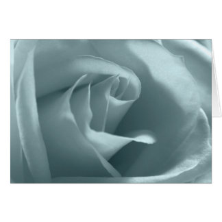 Rose de la paix