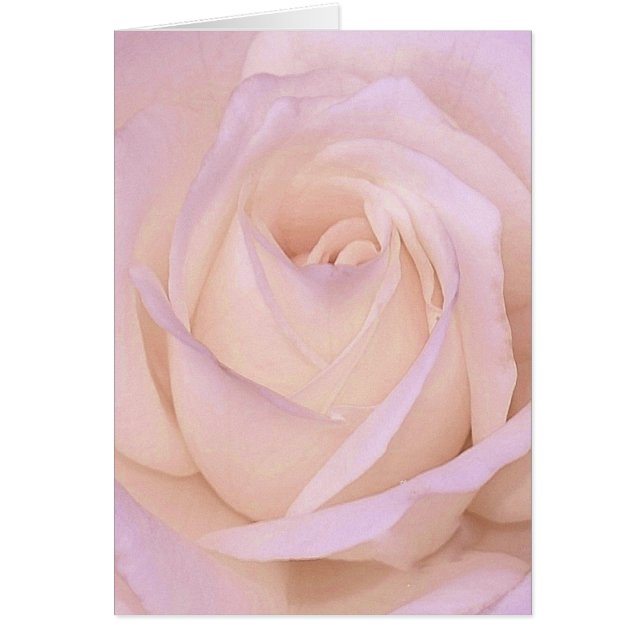 Rose de lavande (Devant)