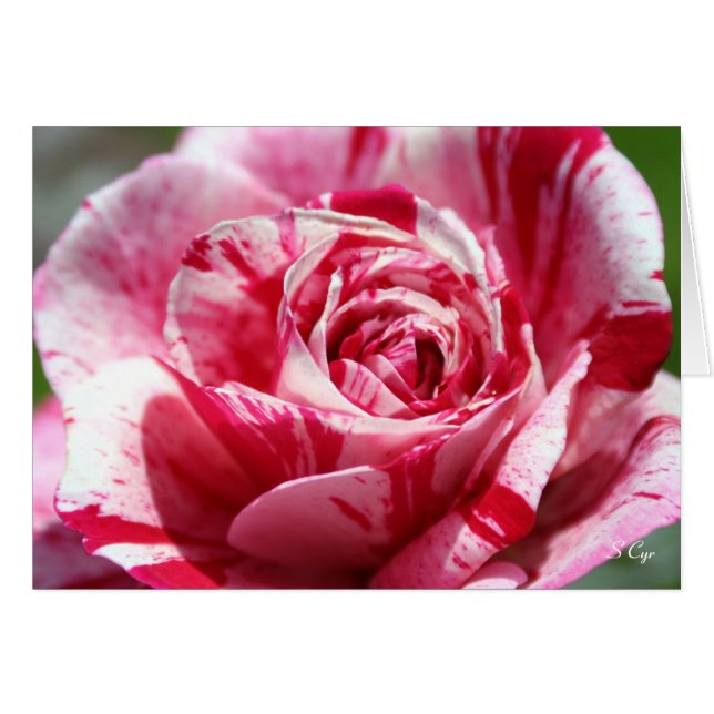 Rose de menthe, S Cyr (Devant horizontal)