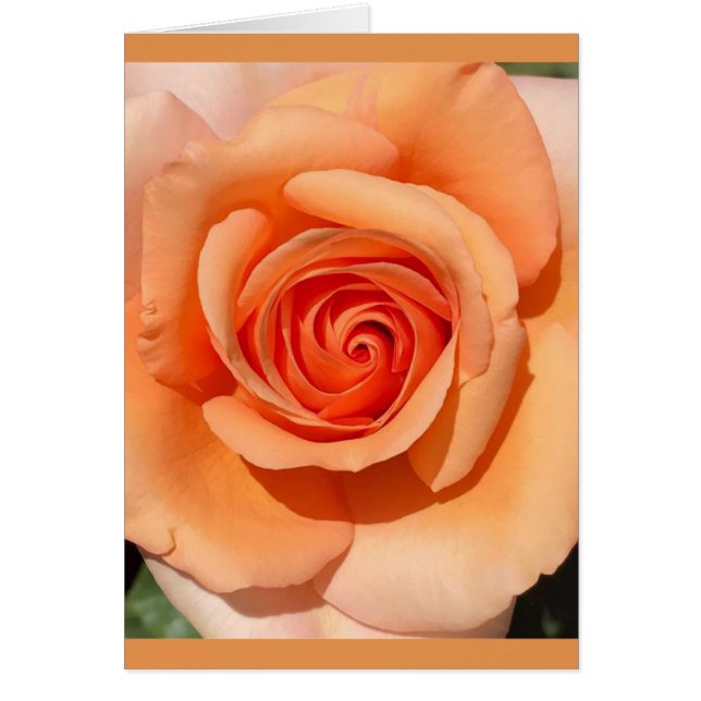 Rose de plage (Devant)