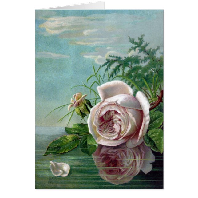 Rose de rose au-dessus de l'eau (Devant)