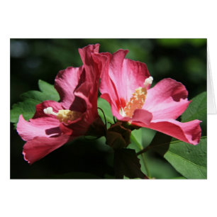 Rose de Sharon