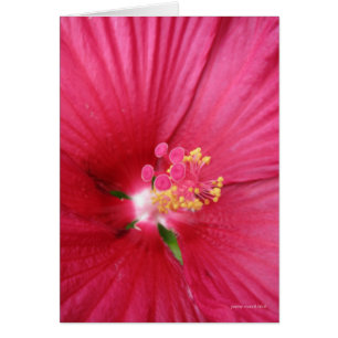 Rose de Sharon fleurissant Bush