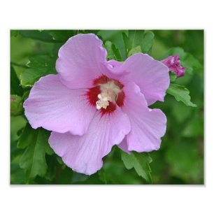 Rose De Sharon Photo Print