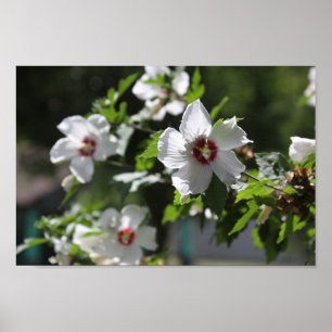 Rose de Sharon Posters