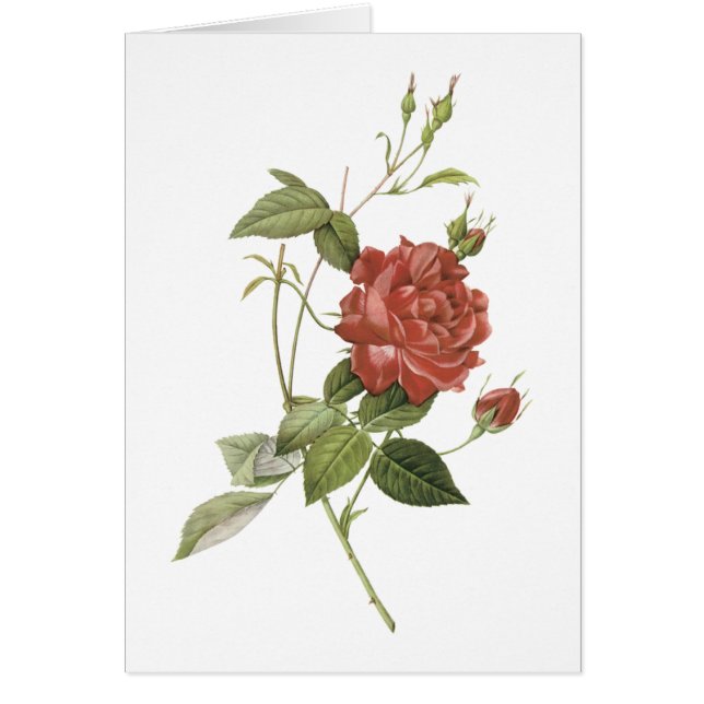 rose de thé (Rosa indica cruenta) par Redouté (Devant)