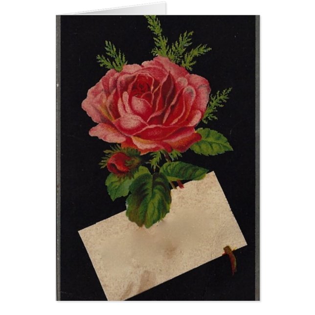 Rose de thé victorien classique (Devant)