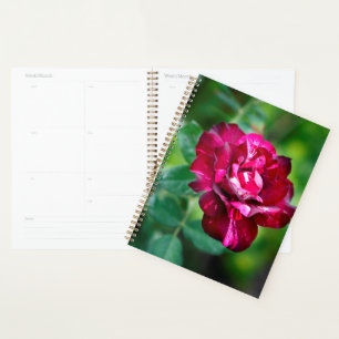 Rose de tigre violet