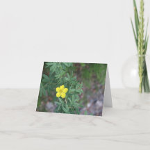 Rose de toundra - Carte 4" x 5.6"