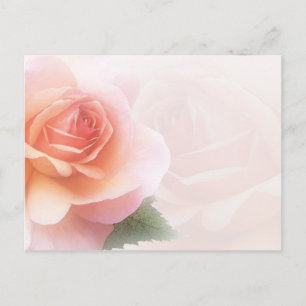 Rose Delicate Toutes les occasions Carte postale