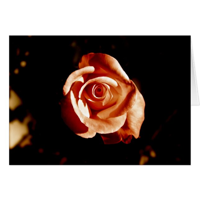 Rose Dim (Devant horizontal)