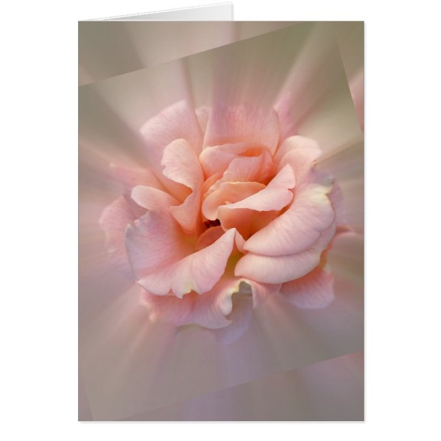 Rose doré (Devant)