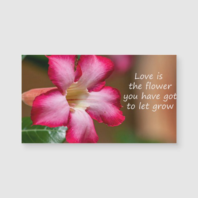 Rose du désert Adenium rose Obesum (Devant)