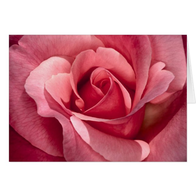 rose élégant (Devant horizontal)