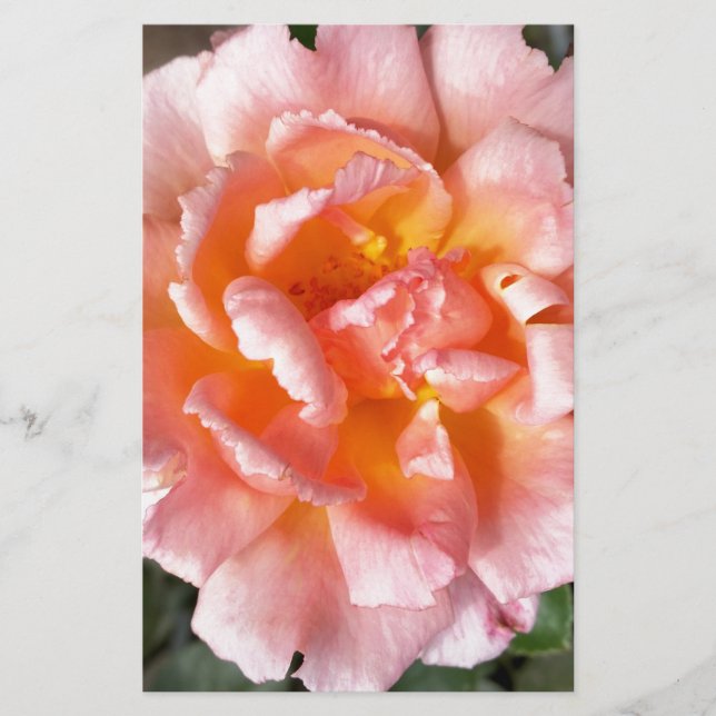 rose en automne (Devant)