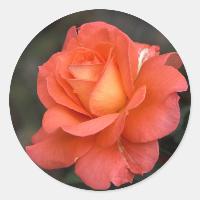 Rose est un Autocollant Rose (Devant)