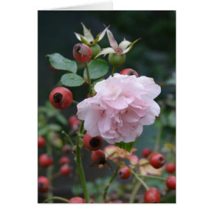 Rose et Rosehips
