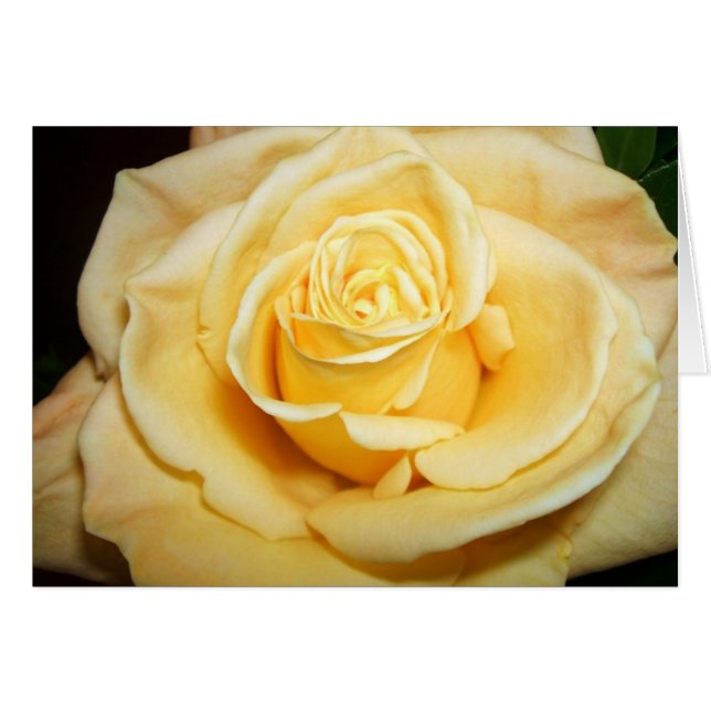Rose jaune (Devant horizontal)