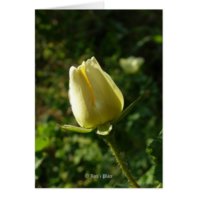 Rose jaune (Devant)