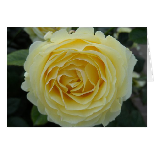 Rose jaune (Devant Horizontal)