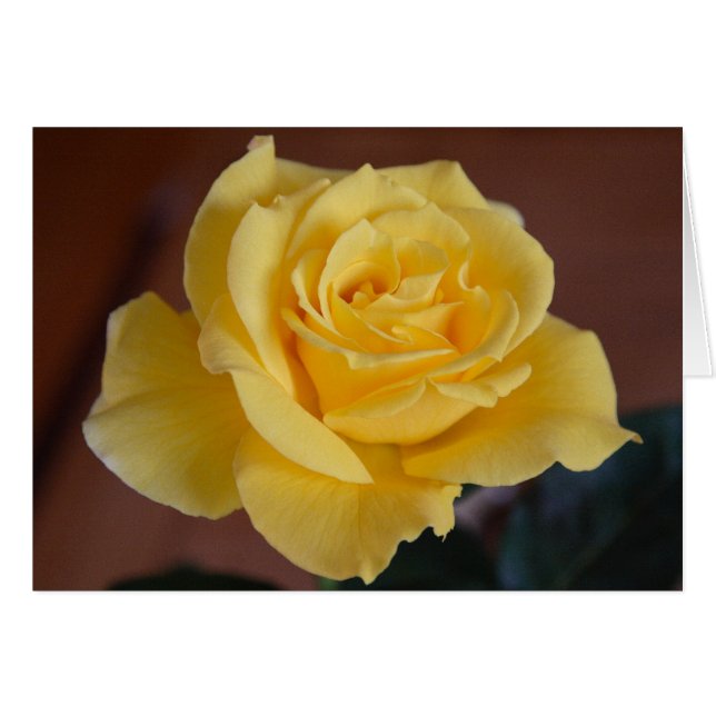 Rose jaune (Devant Horizontal)