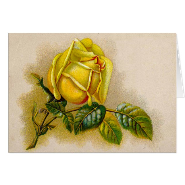 Rose jaune Antique Vintage Imprimer Art (Devant horizontal)