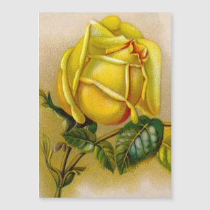 Rose jaune Antique Vintage Imprimer Art