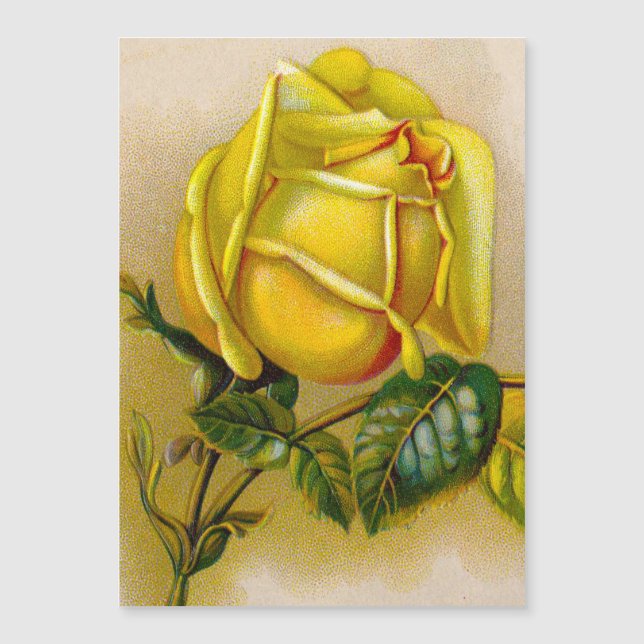 Rose jaune Antique Vintage Imprimer Art (Devant)