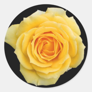 Rose jaune, autocollants