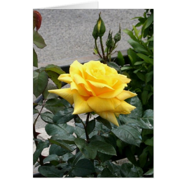 Rose jaune du Texas (Devant)