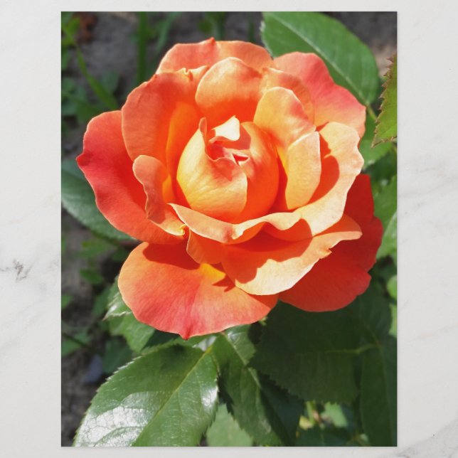rose jaune éclatante (Devant)