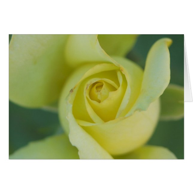 Rose jaune II (Devant horizontal)