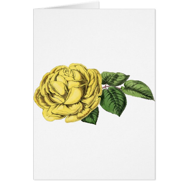Rose jaune vintage (Devant)