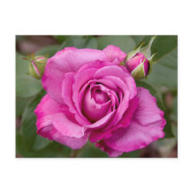 Rose jjhelene Design de carte postale