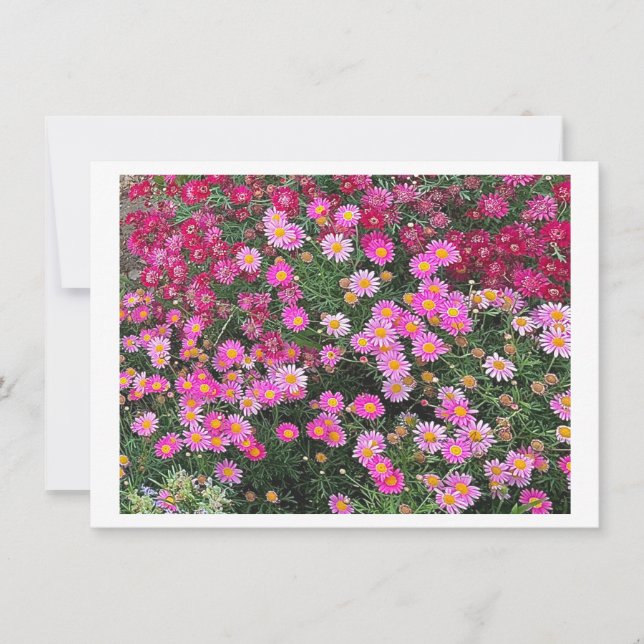 Rose marguerite (Devant)