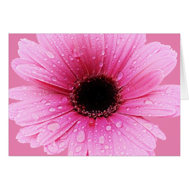 Rose marguerite avec gouttelettes (Devant horizontal)