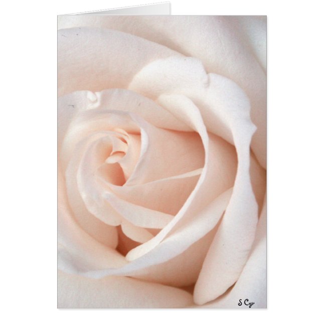Rose mariage (Devant)